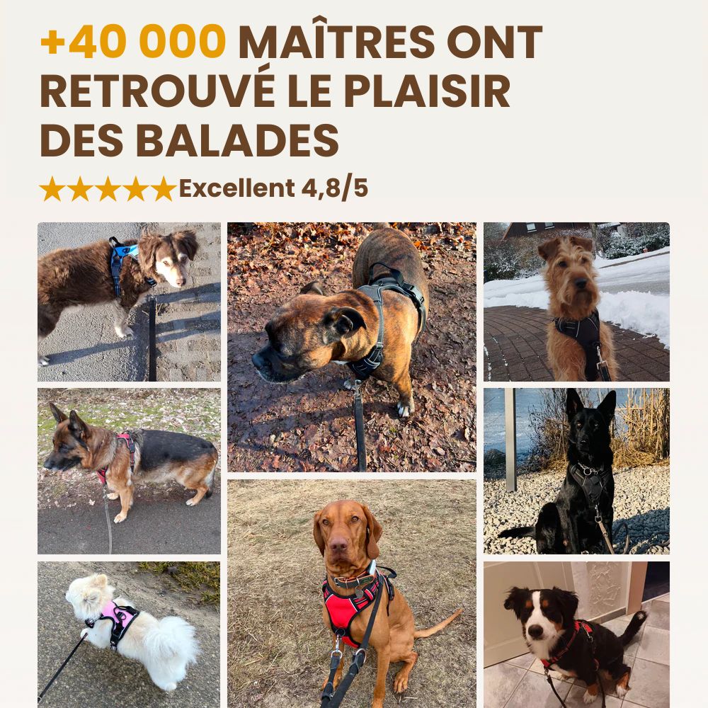 Laisse élastique pour chien Nyvo