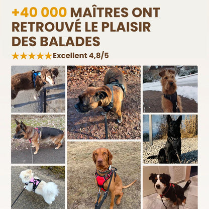 Laisse élastique pour chien Nyvo