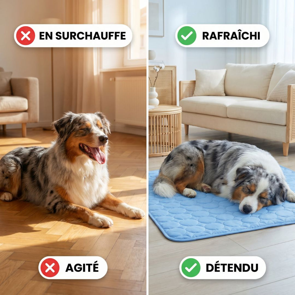 Tapis Rafraîchissant pour chien