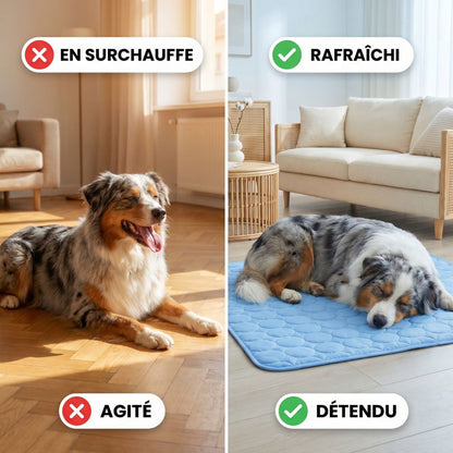 Tapis Rafraîchissant pour chien
